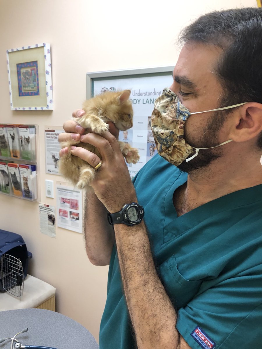 vetforcatsonly's tweet photo. Awe! We hope kitten season never ends!
#vetforcatsonly #cats #kittens #lovekittens #kittenseason #kittenrescue #COVID19 https://t.co/GnwQDWvKga