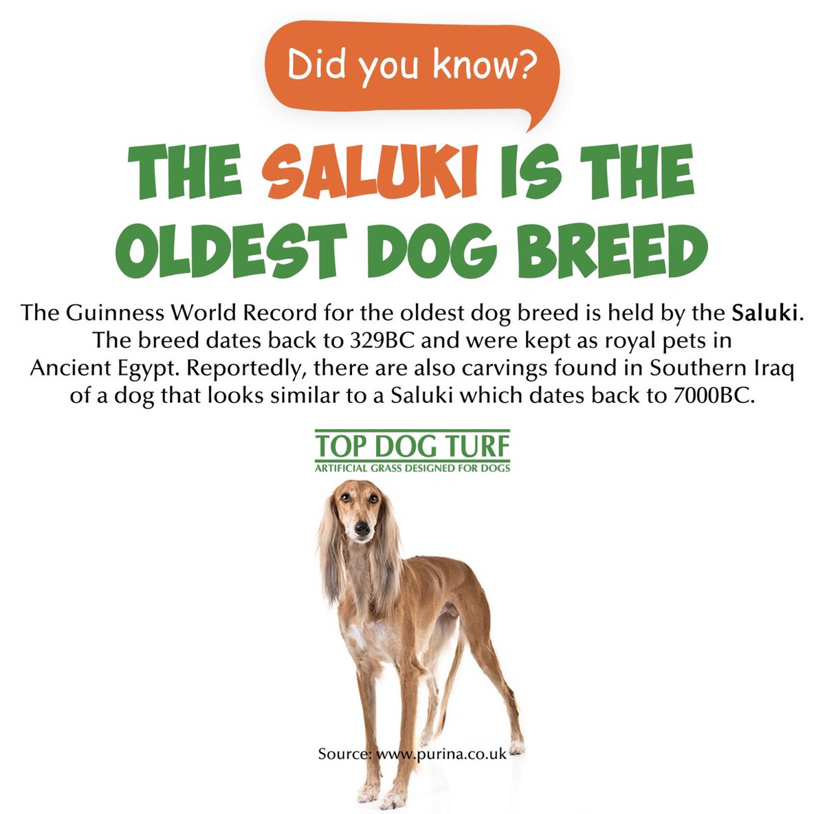TopDogTurf's tweet photo. Doggie fun fact of the day 🐶
#TopDogTurf #dogfunfact #puppylove #dogfacts #doglovers #dogfacts #factoftheday #pets🐾 #dailyfacts #petdogs #dogpet #dogowners #petdoglover #facts💯 #dogsofinstagram https://t.co/eJ7rW6BI21
