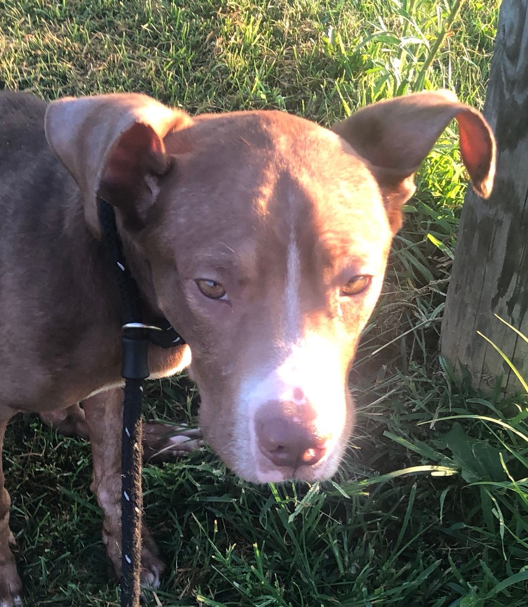 How can you not love Reed’s ears?! <a href="/SperanzaStrong/">Speranza Animal Rescue</a> #Phillyboy #rescuedog