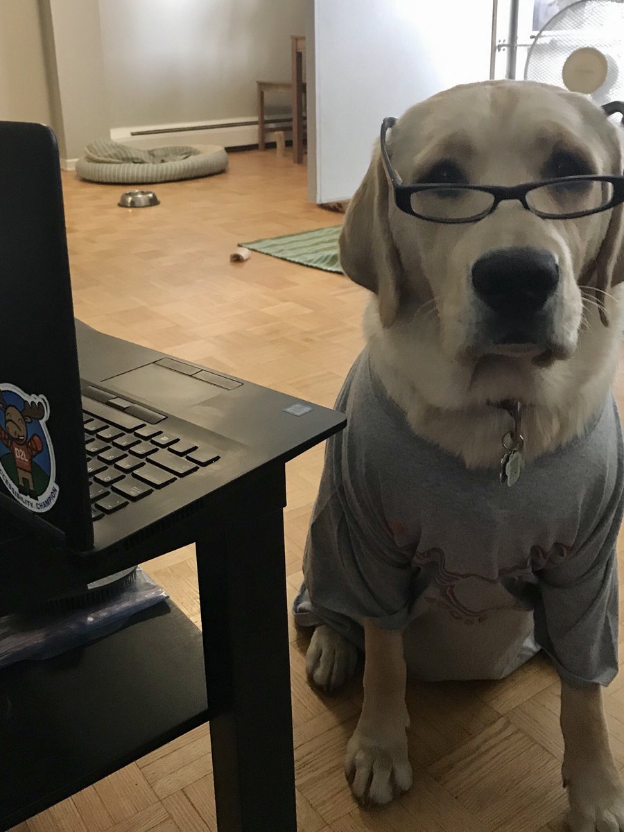 heathersryan's tweet photo. #nationalservicedog in-training, Ninja, is ready for day 2 of #D2LFusion - are you??
#d2l #brightspace #fusion2020 #moosecrew https://t.co/aSxHsMr2i6