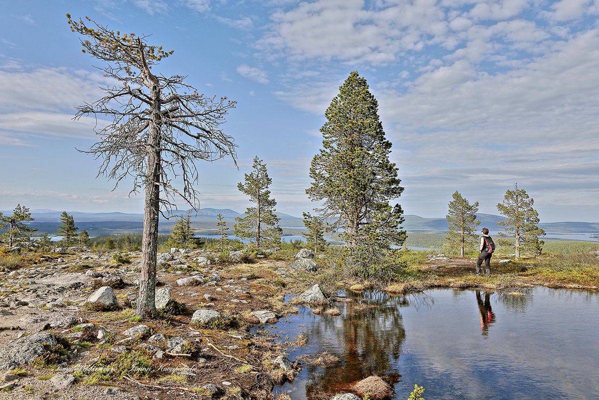 ismo_pekkarinen's tweet photo. Särkitunturi, Muonio Suomen lappi. Särkitunturi, Muonio Finnish Lapland.
#finland #visitfinland #thisisfinland #lappi #muonio #visitmuonio #travel #matkailu #särkitunturi #landscape #maisema #naure #summer #discoverfinland #retkeily #camping https://t.co/j2Ad6c3hC2
