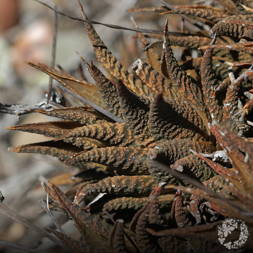 OverbergRenosterveld tweet media