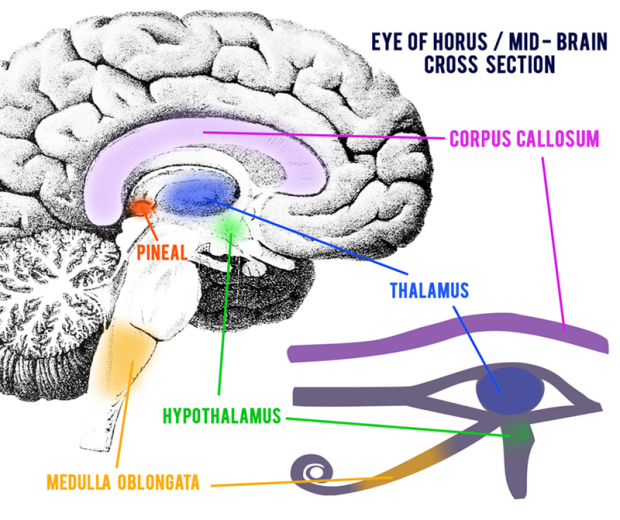 Let's look at some evidence about the pineal glandAs these diagrams show, the pineal gland cross-section is very similar to the infamous "all-seeing eye" that we all are familiar with -