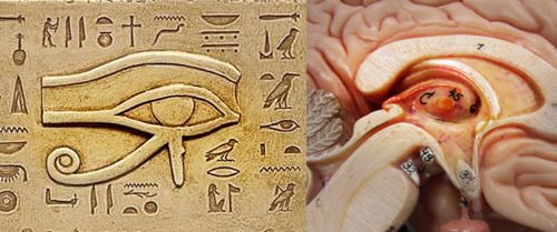Let's look at some evidence about the pineal glandAs these diagrams show, the pineal gland cross-section is very similar to the infamous "all-seeing eye" that we all are familiar with -