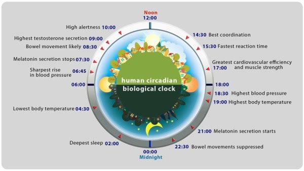 Which aids with sleep as a key factor in the "Circadian Rhythm"This is the pattern in which certain hormones are released through the day. The Pineal gland acts on the trigger of ambient light. This is why deepest sleep is during the darkest hours of the night/morning -