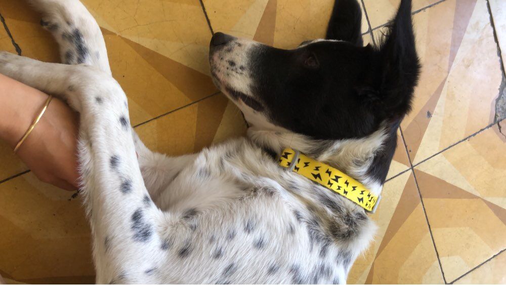 airuidog's tweet photo. airuidog pet collar, customized engraving the pet name, your phone number, address or any lucky words.
Get it here.
https://t.co/eR8fj09cxI https://t.co/Gc8cvMq8Ei