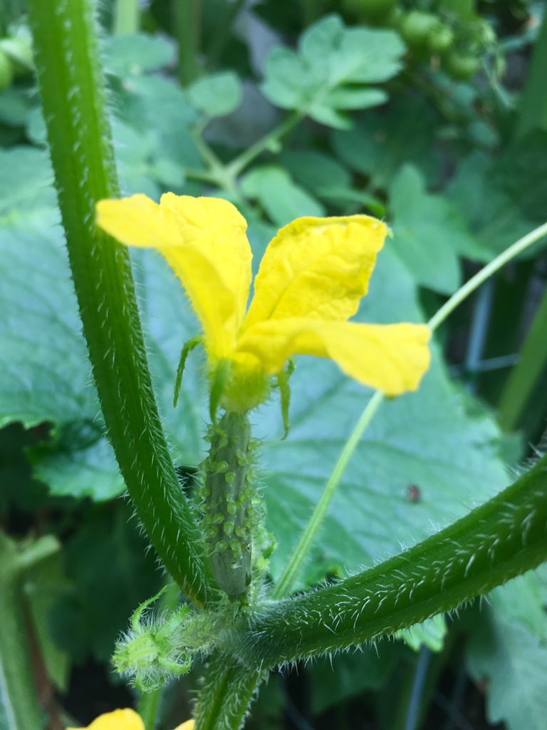 Is this a baby cucumber growing?! 