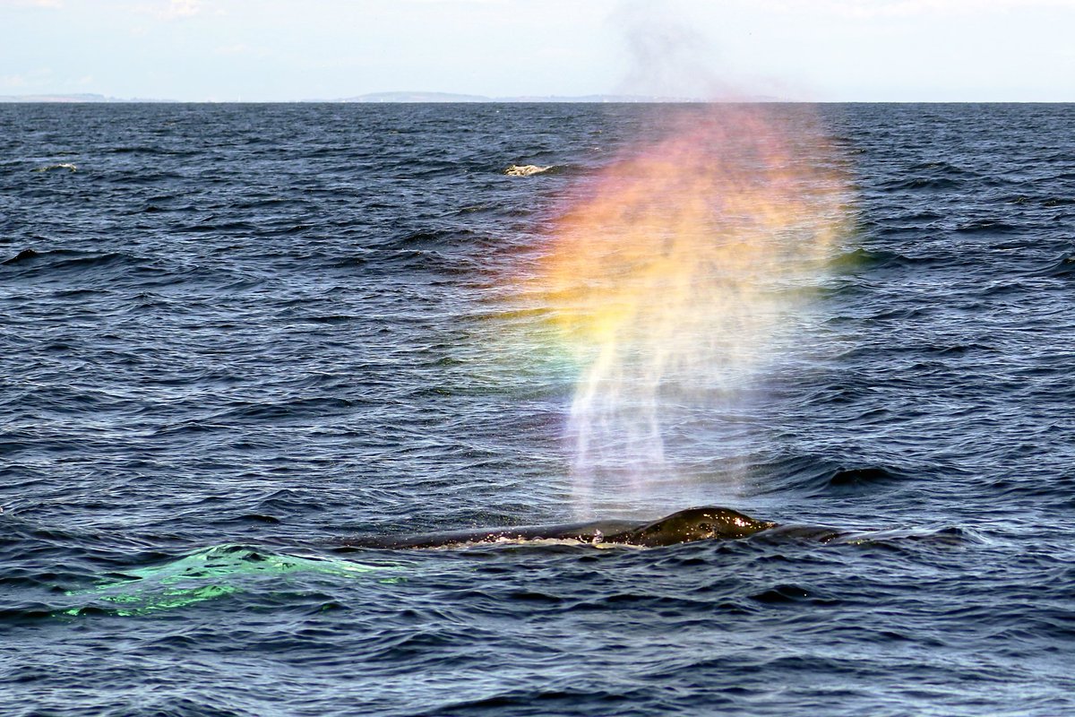 wildaboutIRL's tweet photo. Humpback Whale yesterday giving a shout out to the LGBT community - or to anyone that likes rainbows I suppose.....
#LGBTQ #LGBT #LGBTQIA #humpback #WildAtlanticWay https://t.co/lZBMU46fYq