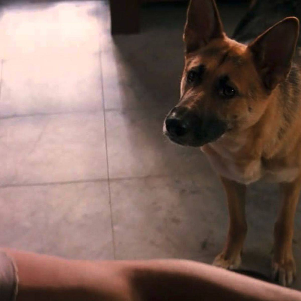 Geekno_com's tweet photo. Hoy es el #DíaMundialDelPerro, ese amigo fiel que siempre nos acompaña y hasta se convierten en piezas clave de películas y videojuegos. 
¿Sabrías decirnos el nombre de cada uno de estos peludos? 😉 https://t.co/QlXBjL2E3T