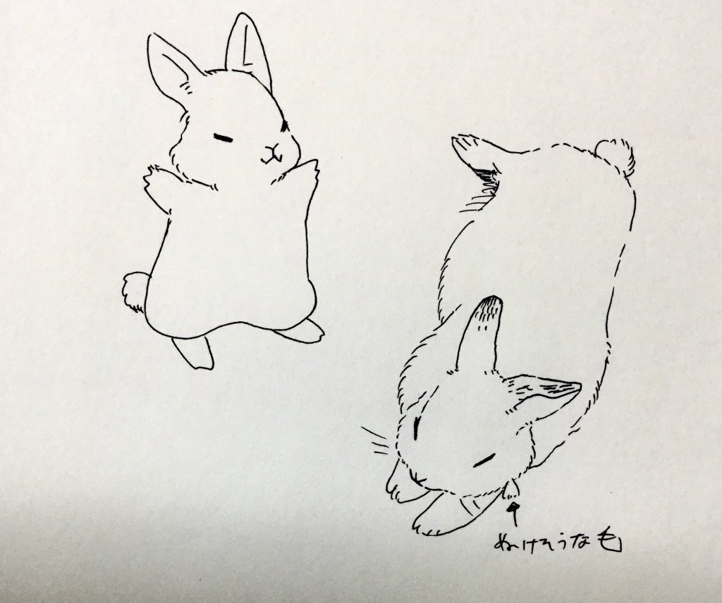 きんちゃん二種 