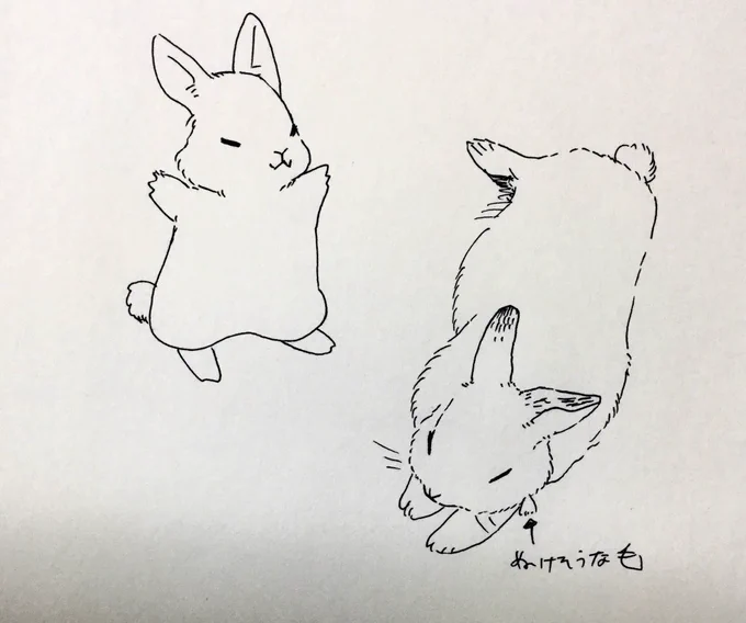 きんちゃん二種 