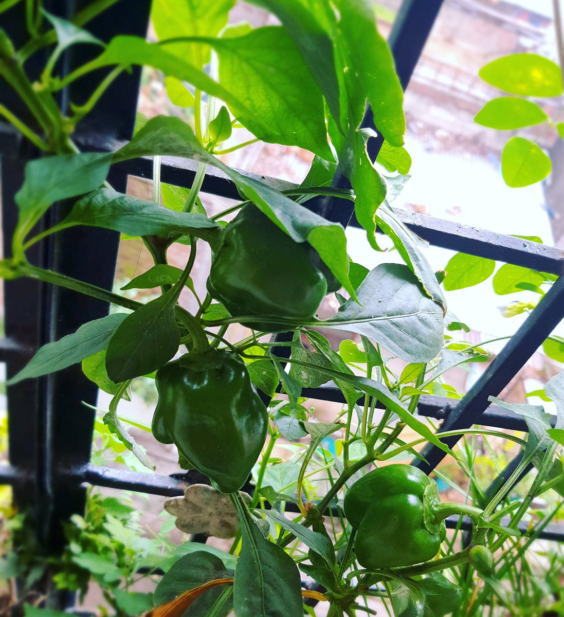 The first fruits of our capsicum plant !! #homegrown #natural #mothersrecipe #capsicum