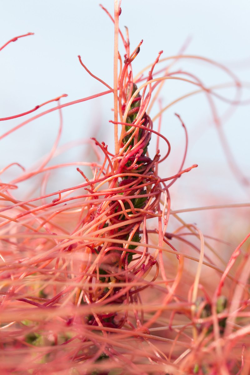 The misinformation campaign dampens the host plants defences & the parasite steals water and nutrients - starving the host plant. Not content with that, Cuscuta also completely overgrows the host plant, preventing access to light.Botanical bad boy.6/6