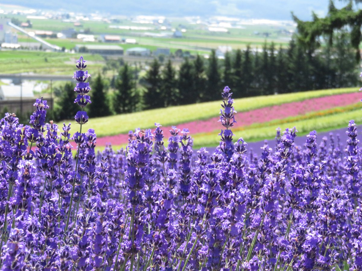 jd_kenji's tweet photo. @AndreaGer @profpatti @ChronicPainDad @FlaviaMiatto @DesertPrimrose Thank you Andrea san😷I don't have a virus🤠I went to the lavender field yesterday。I'll share little by little💜💜💜#Hokkaido #Furano #tomitafarm https://t.co/WXoeawnFkj