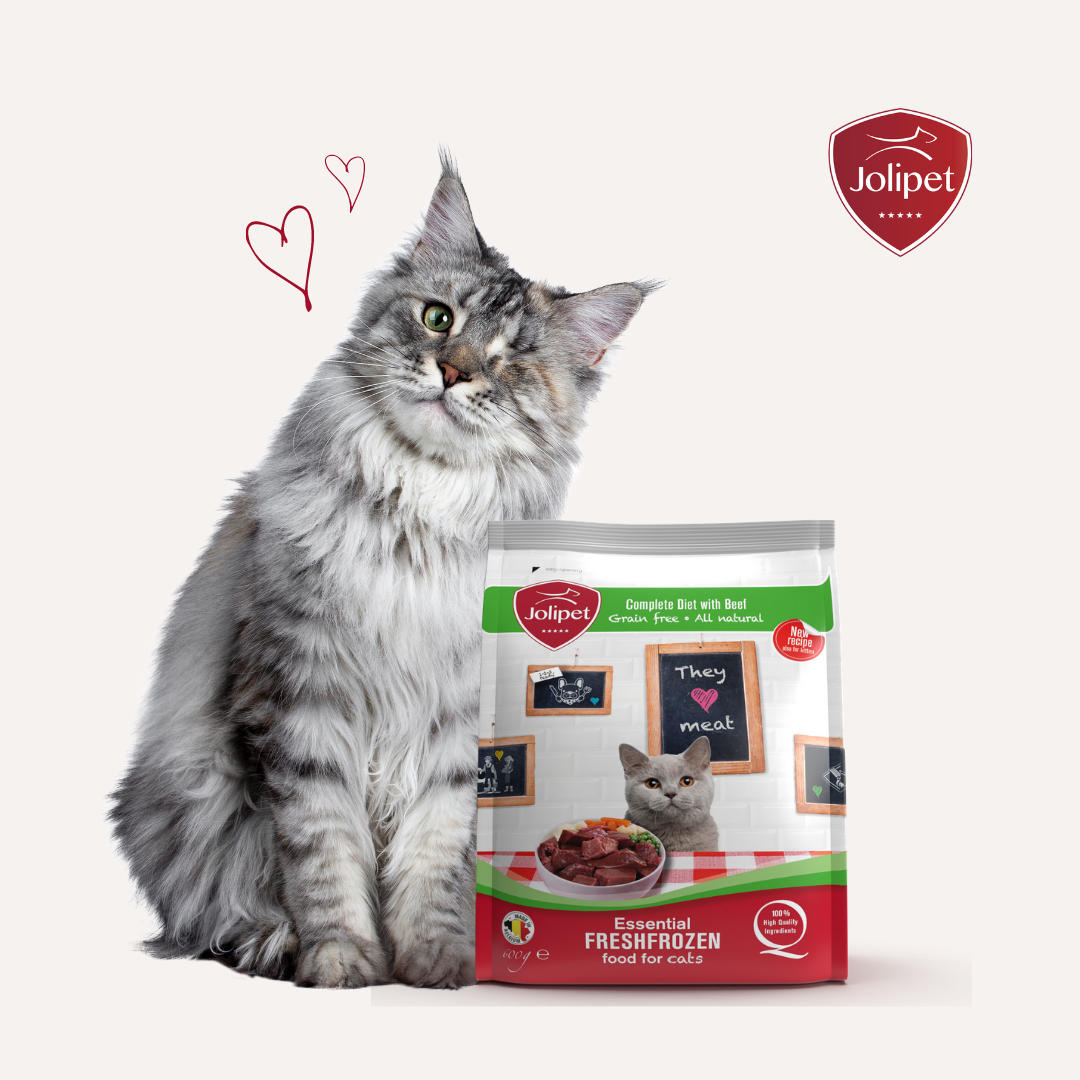 Jolipet_'s tweet photo. Hoeveel Jolipet geef ik mijn kat? 🐈
Bereken de dagelijkse portie voor uw kat in 4 eenvoudige stappen ✅:
https://t.co/gJzHeEkfCW

#jolipet #cat #catfood #petfood #catlover #kat #kitten #chat https://t.co/YLv9YHn5vT