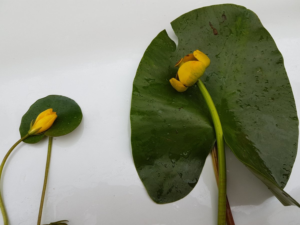katri_eriksson's tweet photo. Keltalammikin poisto Paimionjoella. Torjuntaa tekevät Paimionjokiyhdistys sekä @paimionkaupunki 
Ensimmäiset ilmoitukset keltalammikista alueelta kesältä 2018. Hankala torjuttava, varsi haaroo runsaasti ja on kuin  spagettia mikä katkeaa helposti. #vieraslaji @maajakotitalous https://t.co/f83uFdLTCN