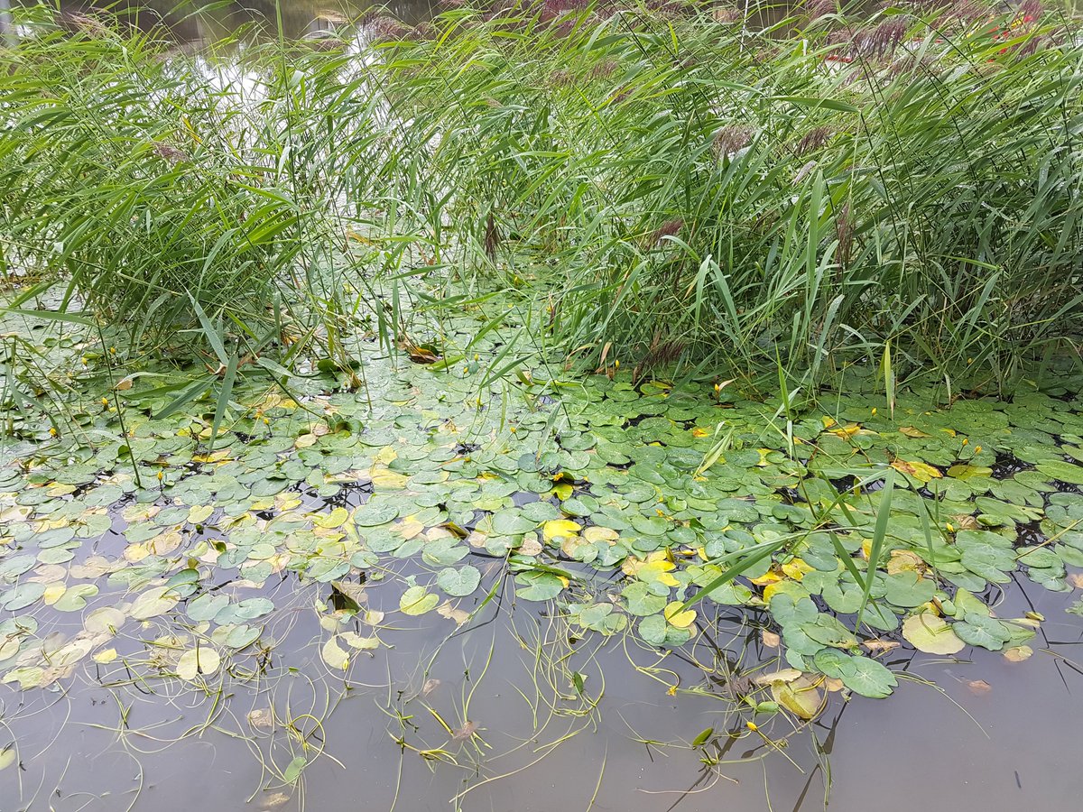 katri_eriksson's tweet photo. Keltalammikin poisto Paimionjoella. Torjuntaa tekevät Paimionjokiyhdistys sekä @paimionkaupunki 
Ensimmäiset ilmoitukset keltalammikista alueelta kesältä 2018. Hankala torjuttava, varsi haaroo runsaasti ja on kuin  spagettia mikä katkeaa helposti. #vieraslaji @maajakotitalous https://t.co/f83uFdLTCN
