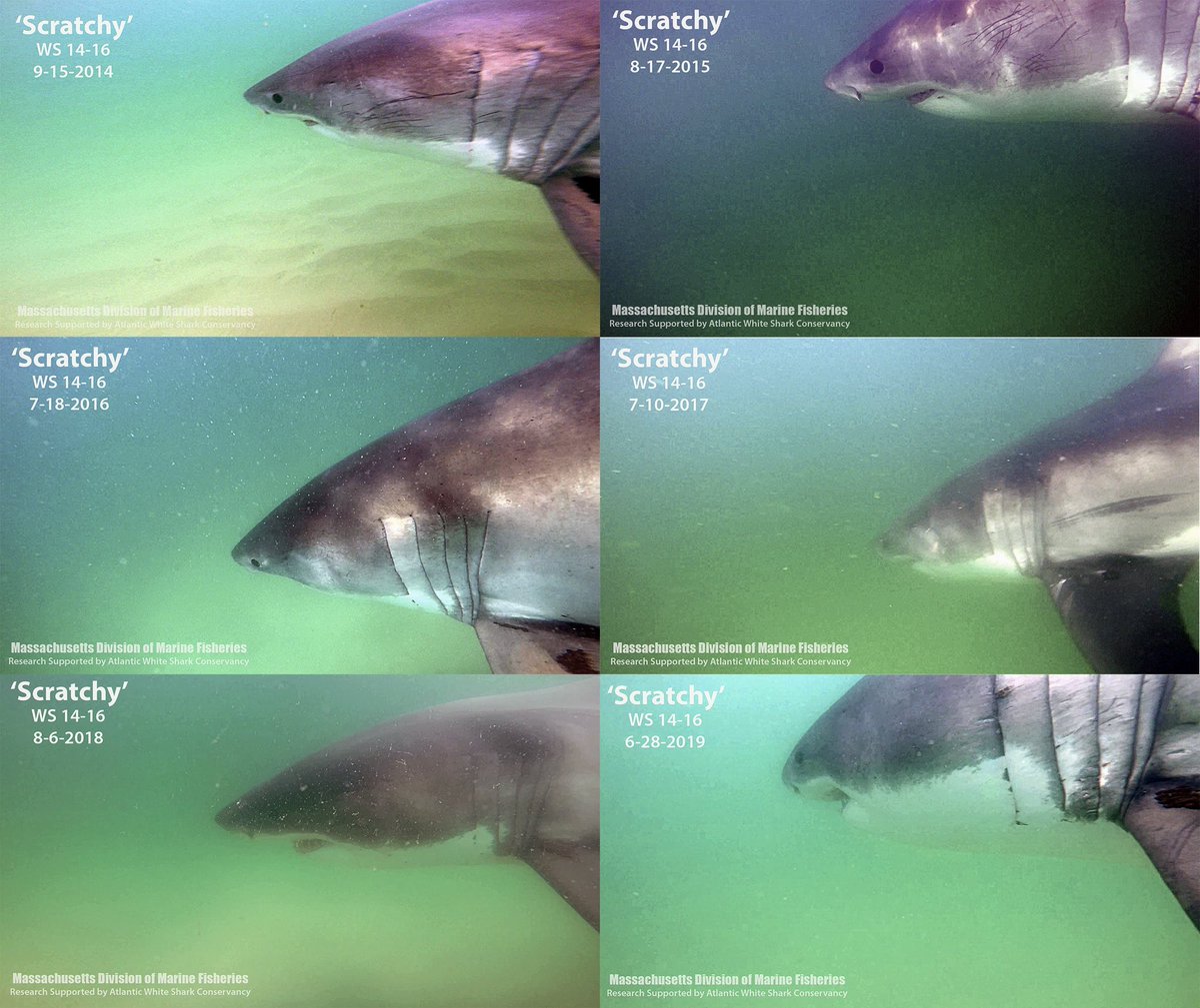 MA_Sharks's tweet image. White Shark WS 14-16 aka ‘Scratchy’ was first identified in August 2014. His nickname refers to all the scratches he’s received from seal claws. He was eventually tagged in August 2015. This is the 7th straight year he’s returned with detections already this year off RI.