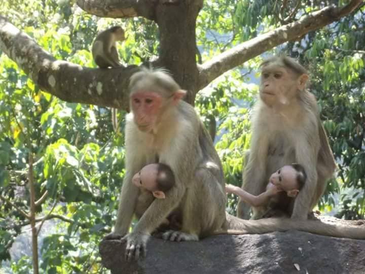 உடுமலை செக் போஸ்ட் காரை திறந்து வைத்திருந்தால் யோசிக்காமல் உள்ளே நுழைந்து தின்பது கிடைத்தால் ஆட்டையை போட நமது பங்காளிகளாக குரங்குகள் தேடுவார்கள், எனது காரில் சறுக்கி விளையாடிய போது இவர் கண்ணாடியை பிடித்து வழுக்கிக்கொண்டு வந்த போது கீச் என்று வந்த சப்தம் இன்னமும் நினைவிருக்கிறது