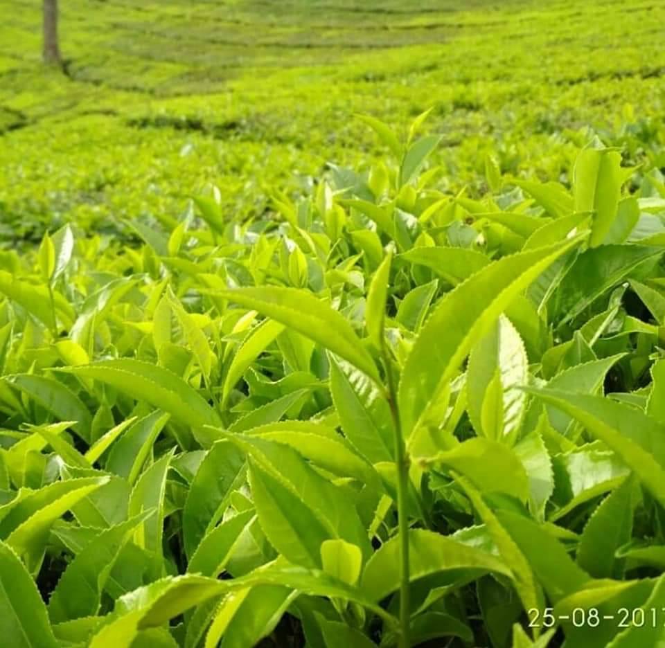 பொதுவா கேரளால எனக்கு ரொம்ப பிடிச்சது என்னன்னா, சுத்தம். சின்ன பேப்பர் கீழ கிடந்தாலும் உடனே சுத்தம் பண்ணிடறாங்க, இயற்கையை அழகா வச்சிக்கிறாங்க, பாதுகாக்கறாங்க... வேதனை என்னென்னா நம்ம ஊட்டி, கொடைக்கானல், ஏற்காடு சுற்றுலா வன பாதுகாப்பு, பராமரிப்பு கூட்டம் எதுக்கு இருக்குன்னே...