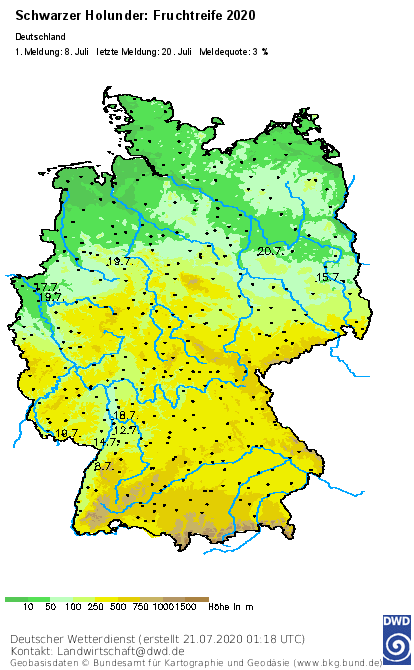 DWD_klima's tweet photo. In der #Pflanzenwelt steht bereits der #phänologische #Frühherbst in den Startlöchern, der durch die #Fruchtreife des #Schwarzen #Holunders eingeläutet wird. Aktueller Stand der Meldungen der ehrenamtlichen #phänologischen #Beobachter des #DWD: https://t.co/aiv7Lrm5ab https://t.co/08WBvYvEJa
