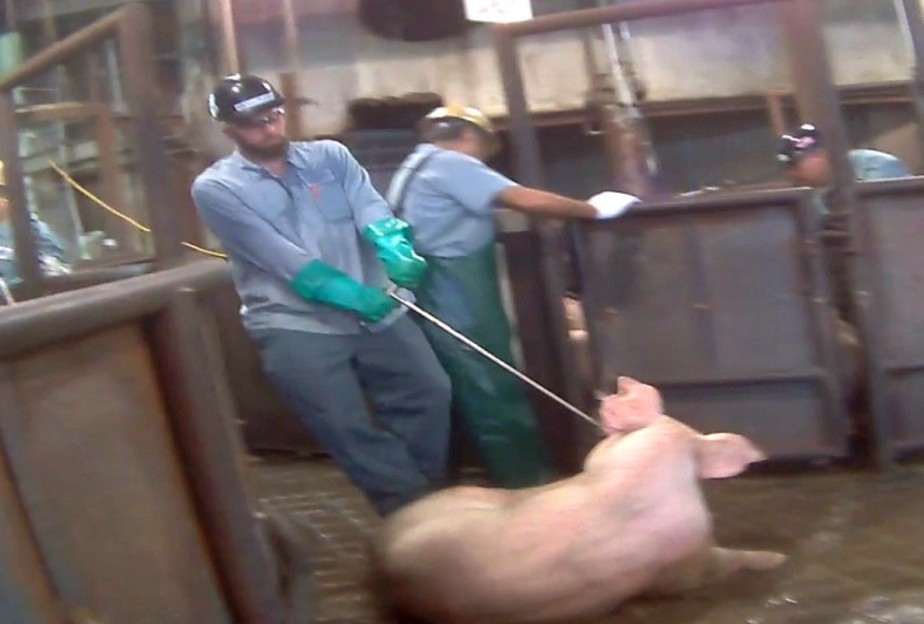 ALF_269's tweet photo. “If she collapses near a chute, a meat hook is shoved through her cheek, and she’s just dragged forward kicking and screaming...” – U.S. Slaughterhouse Worker.
 
Stop Supporting Animal Cruelty
GoVegan🌱🌎
 
#AnimalRights #GoVegan #EndSpeciesism #Vegan #RosesLaw https://t.co/oEVr2GRXhq