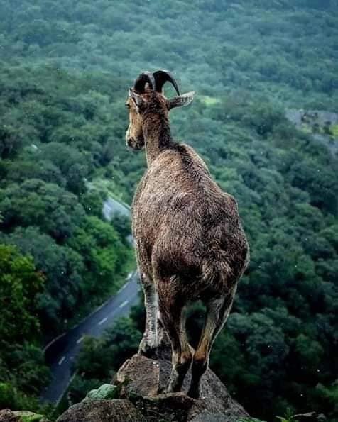 அடுத்தது இரவிகுளம் பார்க்கை தவறவிடாதீர்கள், டிக்கெட் வாங்கி விட்டால், அவர்களே வனத்திற்குள் அழைத்து செல்வார்கள், வெகு உயரத்தில் இருந்து அருவி பேருந்தின் மேல் விழும் அழகு கண் நிறையும். படபட வென நீர் பேருந்தின் மேலும் நம் மேலும் அடிக்கும்போது நம் குழந்தை பருவம் திரும்பும்