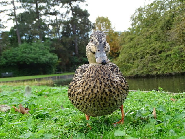 duckoftheday's tweet photo. 21 Jul 2020 https://t.co/j7LqVoWWj0