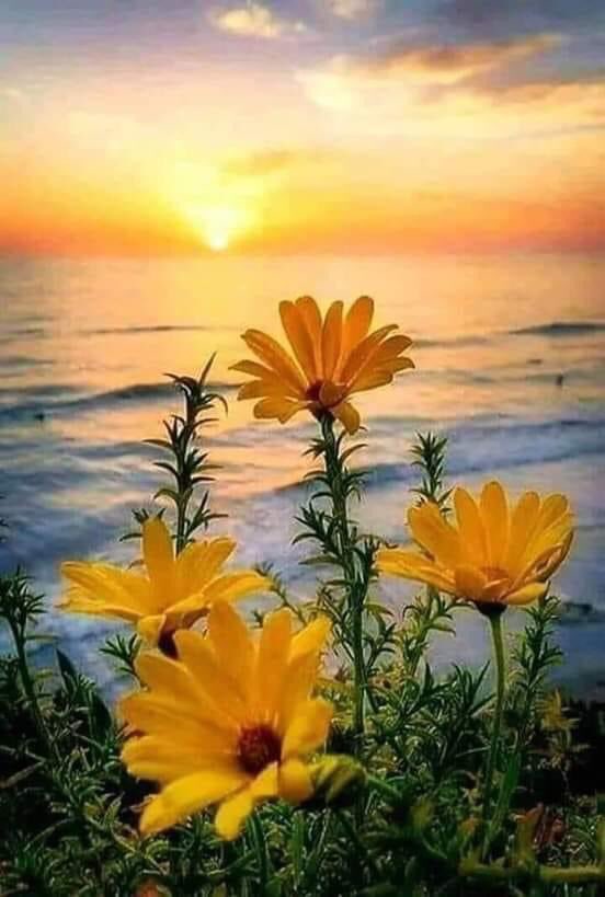 PaulaImperfect's tweet photo. Blossom where you’re planted         My Mission: To help you Build, Blossom &amp; Balance #LifeCoachinSession https://t.co/i9vHMHpOtI
