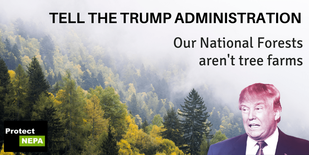 JohnMuirProject's tweet photo. “We all own our national forests. As an owner, you have a stake in what happens in the forest.” #StopTheChop #Stand4Forests #StopClearcutsForKilowatts #ProtectPublicLands #ProtectYourVoice #ProtectNEPA #ProtectESA https://t.co/ViObnMpml1