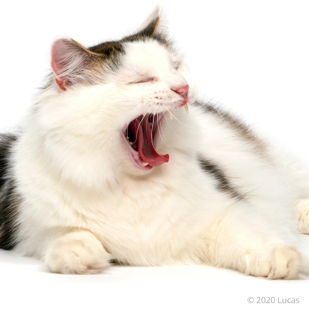 Catit's tweet photo. This cat is sooo sleepy! Time for a nap!
Is your cat allowed to sleep on your bed?

#sleepycat #catonthebed https://t.co/JVg6vBJTRO