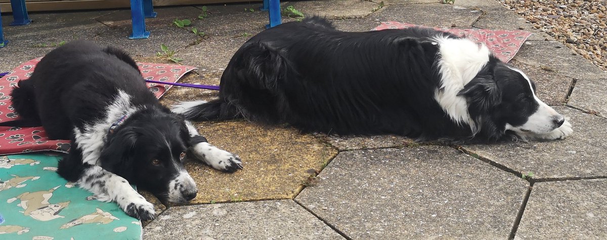 YAN_Oficarl_org's tweet photo. Currently banished to the garden with these two as we're getting in the way of Amy's dance workshop?! #WhoPaysTheMortgage #BetterNotRain https://t.co/l2hRIb0ghu