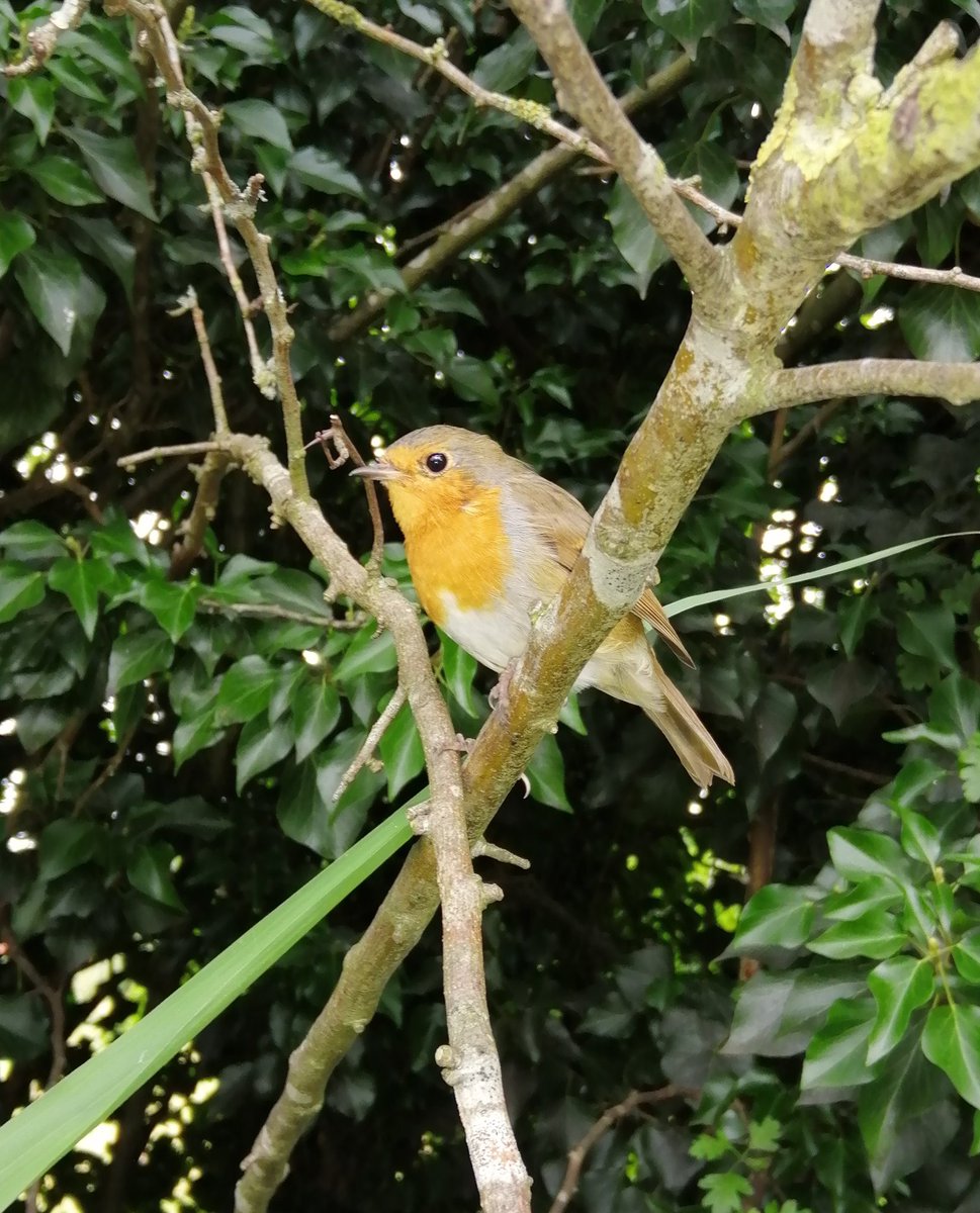 BabyBear6889's tweet photo. "When you walk with a mind full of darkness & your eyes welling up, a sign from a loved one appears if only you look up!" ~ Connie White
Newport Canal 21/7/20
#ItsOkNotToBeOk
#alwaysASKforHelp
#MentalHealth #Robin #signfromheaven #Shropshire https://t.co/vdyvIdFCDi