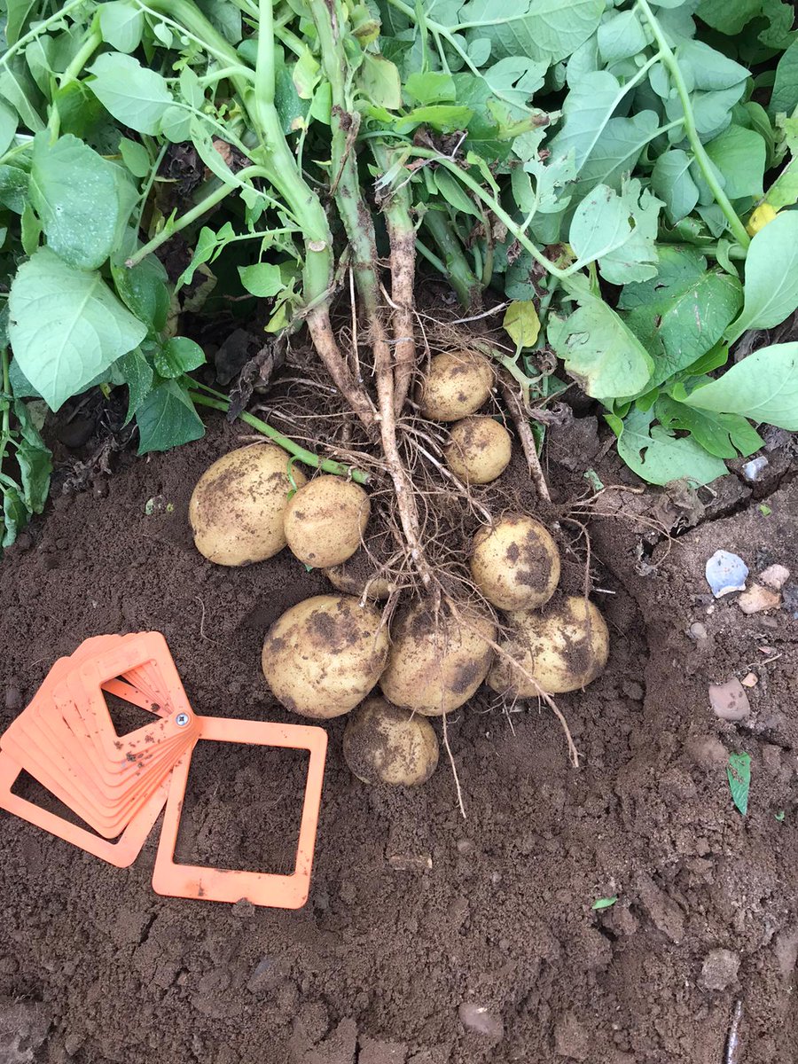 IPMPotatoGroup's tweet photo. Sensational SENSATION #Suffolk #pvyresistance #yellowflesh #tasty #skinfinish #earlybakers #Sensation https://t.co/xpGgD7TznQ