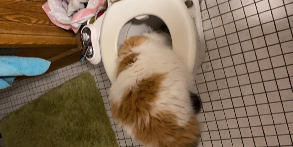 katt055's tweet photo. Duality of cat https://t.co/wOMrbE0dlk