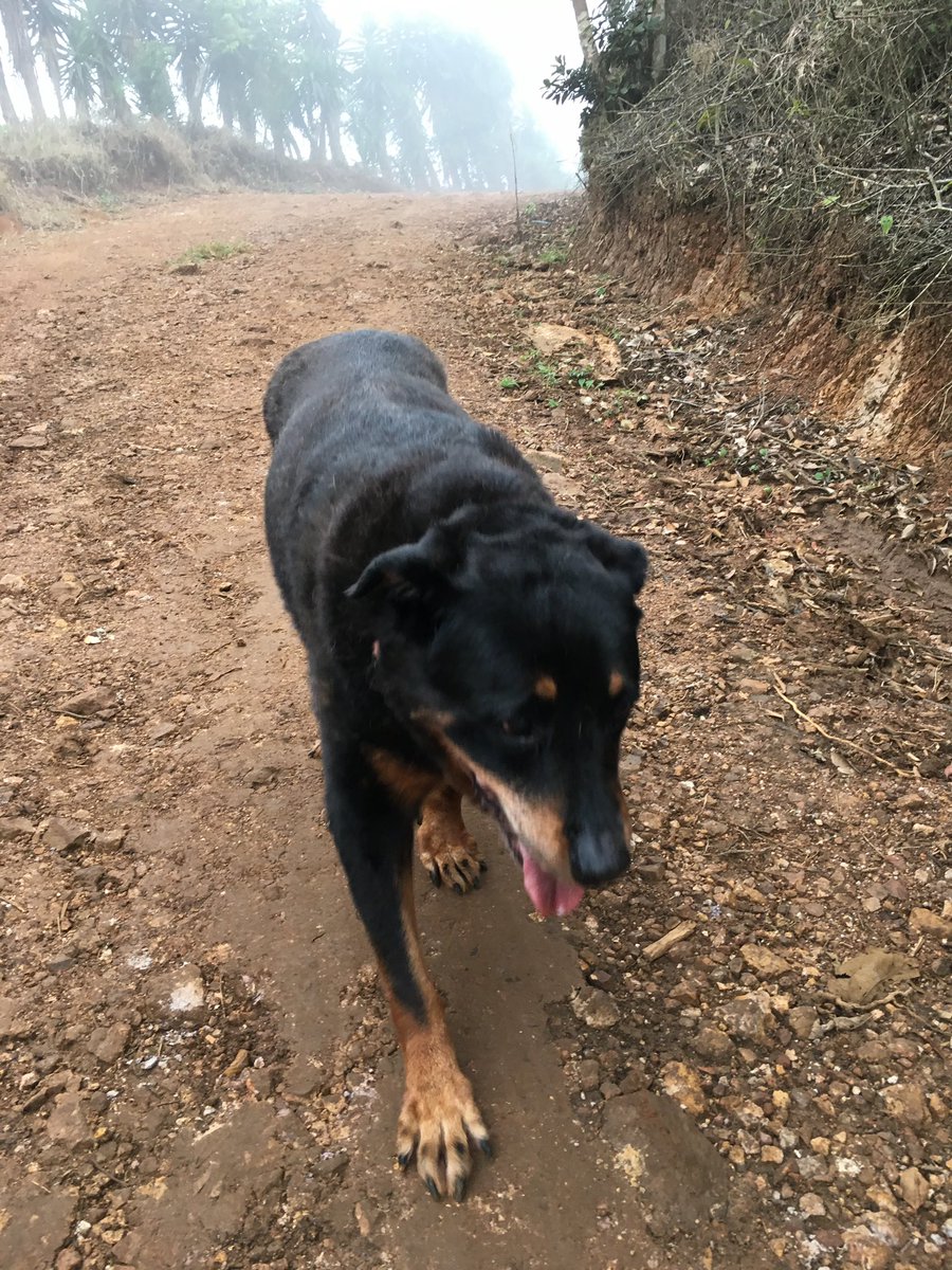 samglezc's tweet photo. La mayor lección de AMOR me la dio alguien que no habla la misma lengua que yo. Hace dos años me dejaste solo mi quería Roberta 🐕😭
.
.
.
#felizdiadelperro #roberta #can #perro #dog #rottweiler #doglove #pintura #amorsincondicion #rip #elultimoadios #julio2018 https://t.co/J8rhONo8TU