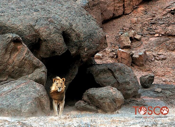 kovahimba's tweet photo. Kovahimba soutient la campagne de l'association TOSCO pour la sauvegarde des animaux sauvages de Namibie : https://t.co/RjsnmQEH4h https://t.co/ZS5TrNPwGv