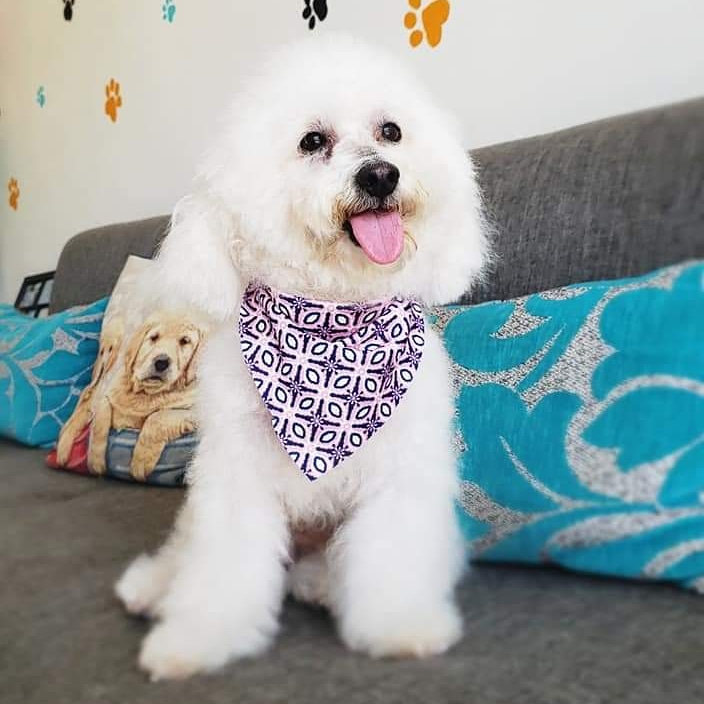 Komunikas's tweet photo. ¡Felicidades a los más importantes de la oficina! #DiaMundialDelPerro #Weloveyou 🥰🐶🐾 https://t.co/3JzoYuhVTc