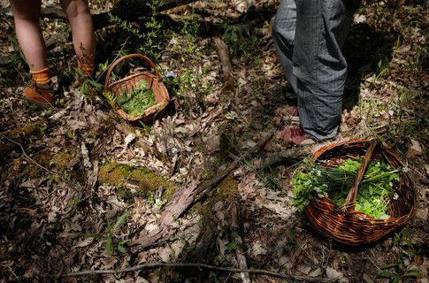 wef's tweet photo. ‘Edible forests’ can fight land clearing and world hunger at the same time https://t.co/KfmPZVuPbG #ClimateChange #FoodInsecurity https://t.co/YzOwmM7uJl