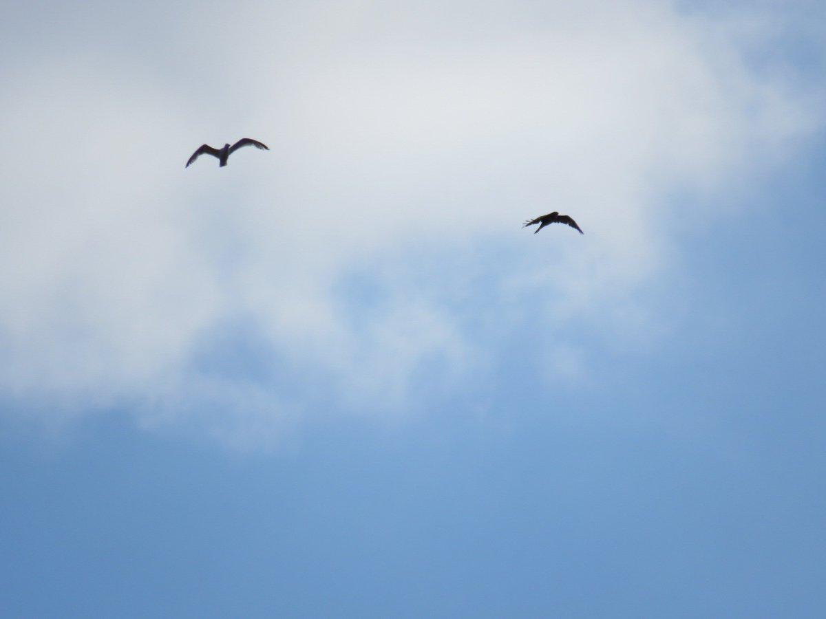 awildel's tweet photo. It isnt every day you watch a seagull chase a buzzard over your house 😂  #birds #raptors #birdsofprey #nature #wildlife #wildlifedrama @Natures_Voice @SIBirdClub @NatureUK @WildlifeMag https://t.co/LpQsdk5WdS