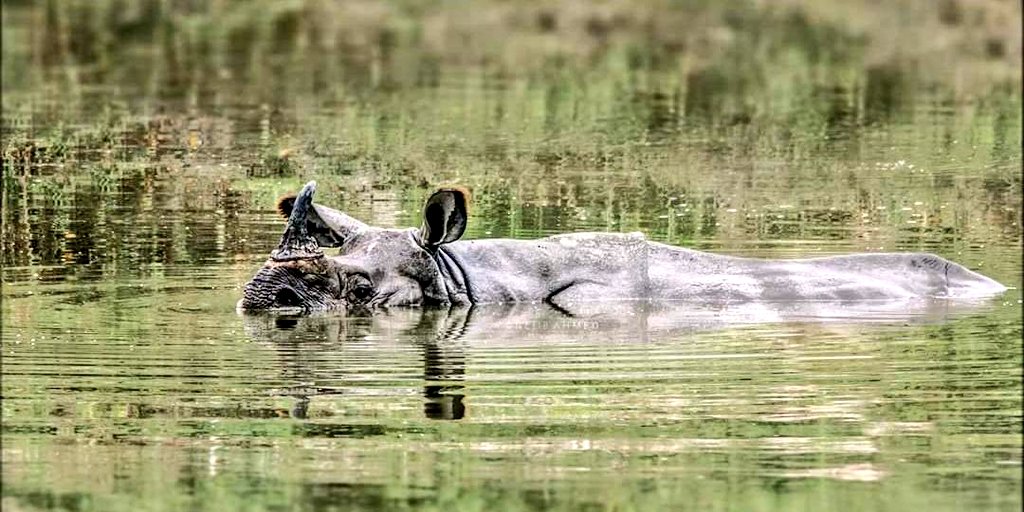 ripunbora's tweet photo. How PM #Modi lied the people of #Assam that during his visit on 01.08.2017 to see the #Assamflood officially declared to release 400 Crore for flood &amp; 100 Crore for study &amp; research work for controlling the #flood of river #Brahmaputra. Till date not a single rupees is released. https://t.co/xDOkckIf3g