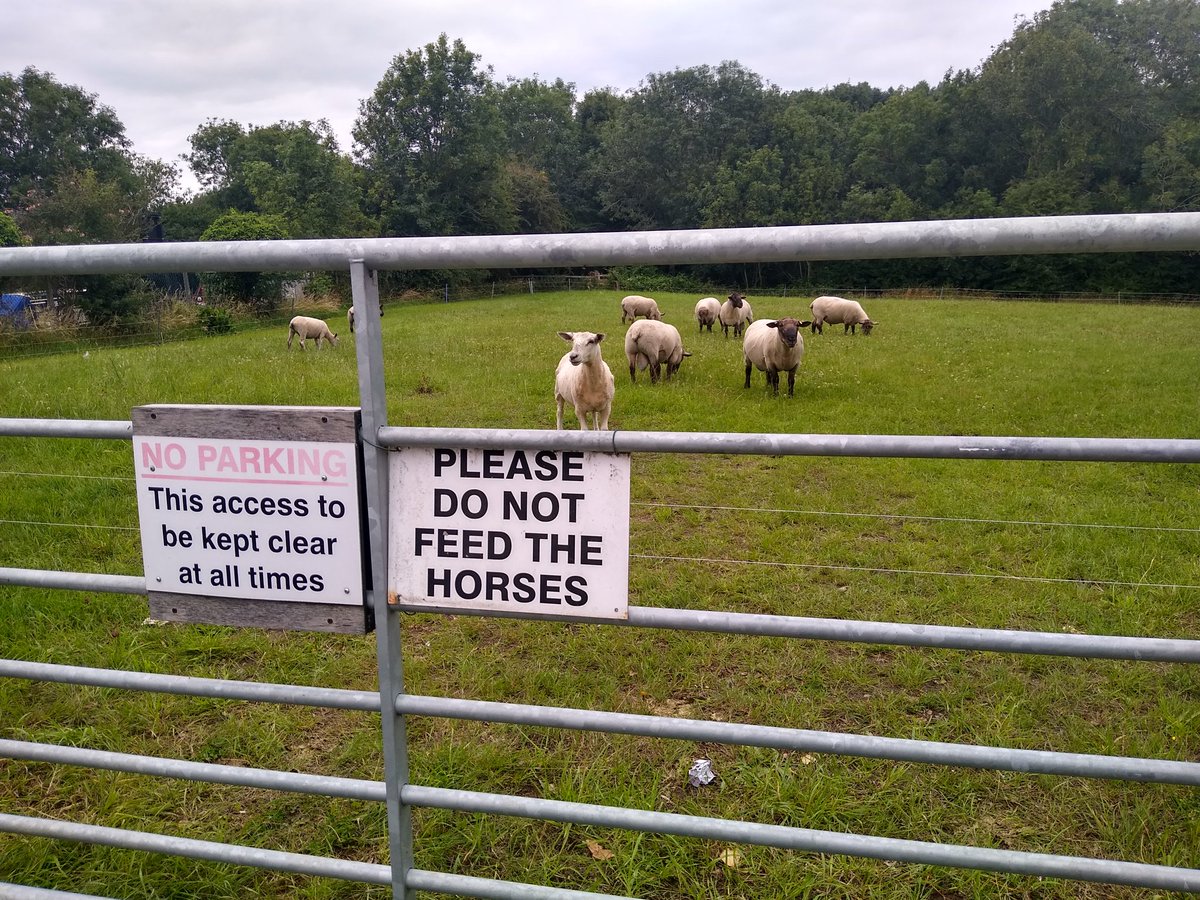 Now I know I not Farmer Giles, but even I know thems are not horses!