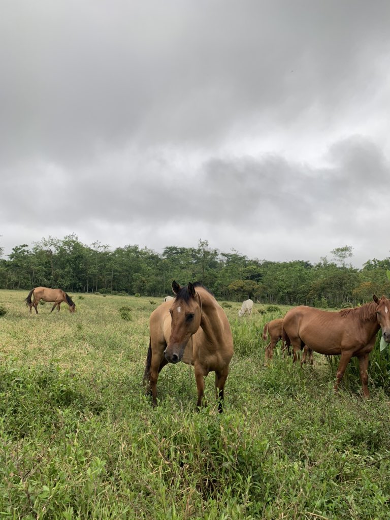 danielasolerg22's tweet photo. esta lloviendo pa el cerro
mañana amanecen llenos los caños del llano mio
si el aguacero se baja pa el centro de la sabana
amanece haciendo frio
y tu tan lejos mi amor
yo aqui en mi llano infinito
mirando como se pone la copa del cerro oscurito @WALTERSILVA_ https://t.co/ataSvG64av
