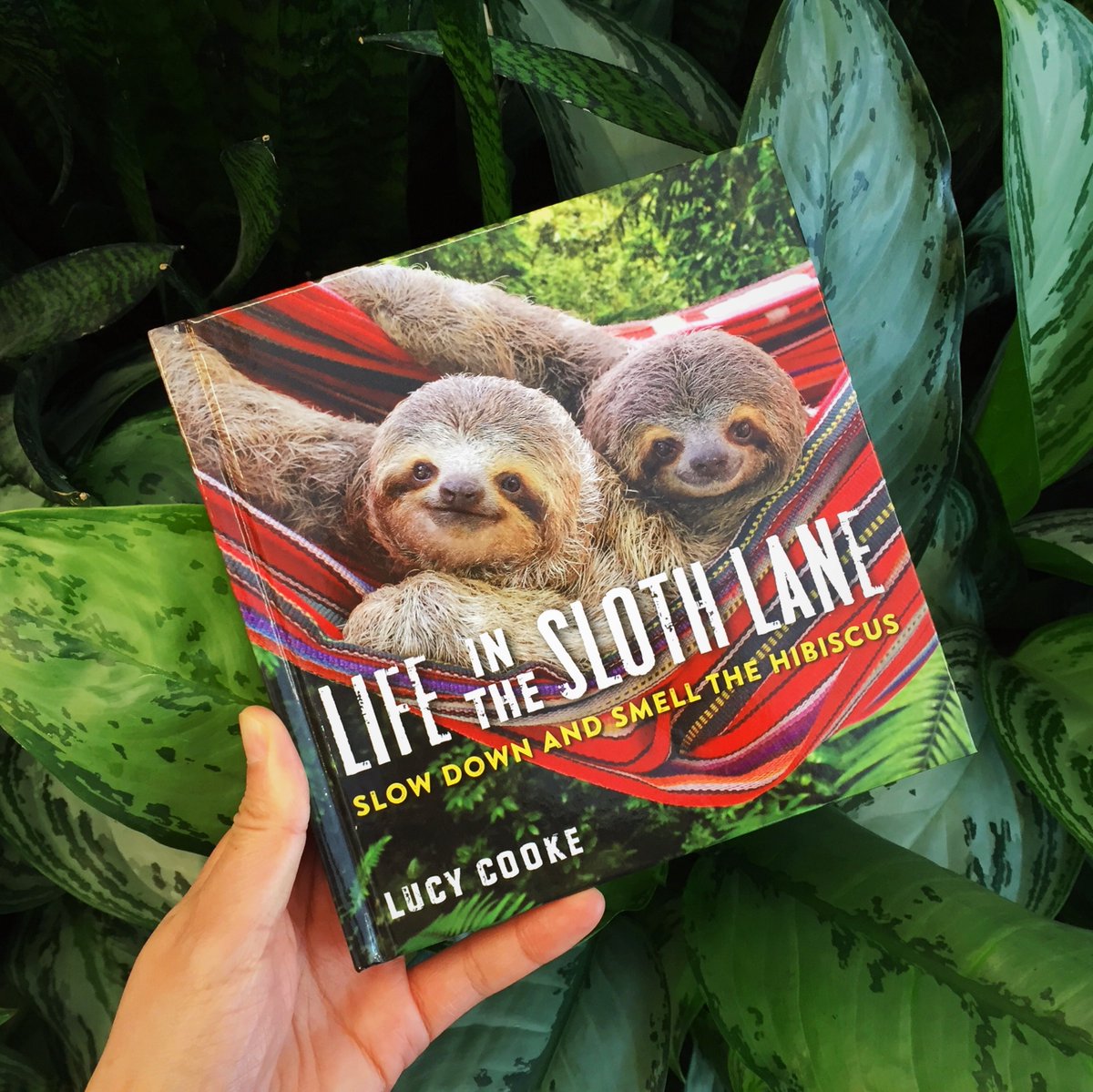 WorkmanPub's tweet photo. 🍃 Slow down and smell the hibiscus! 🍃
Zoologist @mslucycooke, author of Life in the Sloth Lane, founder of @slothville,  and “the Steven Spielberg of sloth filmmaking” (The Atlantic), seeks to promote the #sloth. #lifeintheslothlane https://t.co/tqEfPuce1h https://t.co/QcGy4fISa5