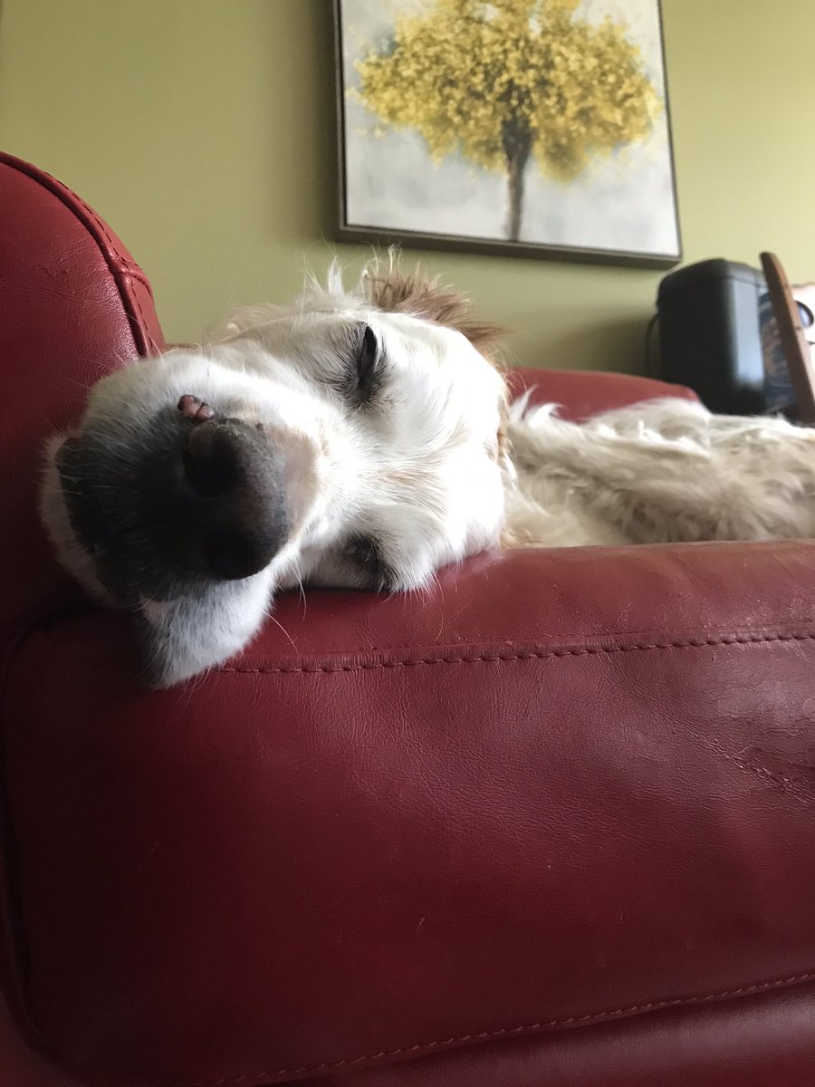 RunDiverCar1888's tweet photo. Stress level: 0
❤️
#manyfacesofchomedey #SetterSleepingStyle #bestcolleague https://t.co/umlPwr3Phh