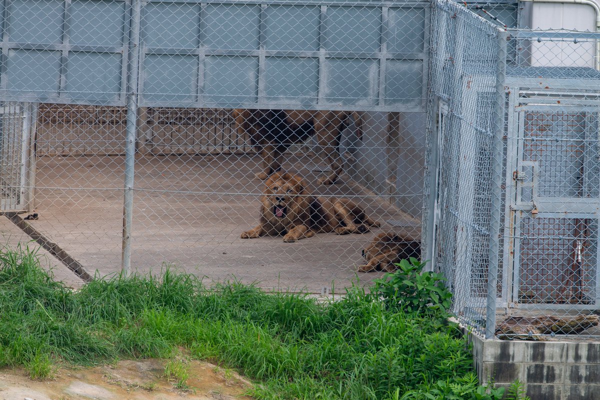 Uber Tiger トラネコとライオンネコ على تويتر ライオンは縄張り意識が強い動物なので みさきから来た2頭が一緒にいるとは考え難い なのでいるとしたら非公開エリアなんだろうな ライオン アドベンチャーワールド みさき公園