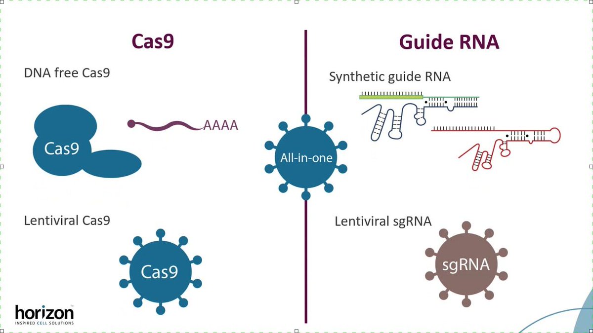 HZDiscovery's tweet photo. Considering a new #GeneEditing experiment? Check out our video on #CRISPR #guideRNA and #Cas9 format selection to make sure you are using the best reagents for your needs! https://t.co/x0hFj0OjMr
#DNAfree #Cas9mRNA #Cas9protein #Synthetic #sgRNA #Lentiviral #Cas9CellLines https://t.co/M29jcyMBaM