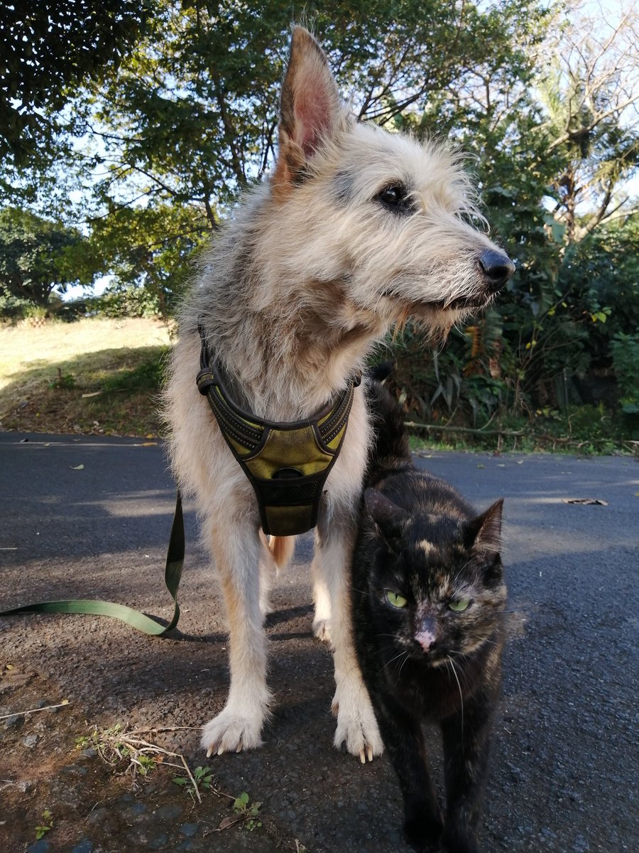 ladydebidebz1's tweet photo. #ObsessedMom
#GottaLoveTheFurries
๐ฅฐ๐ฅฐ๐ฅฐ https://t.co/lVqZsFCERi