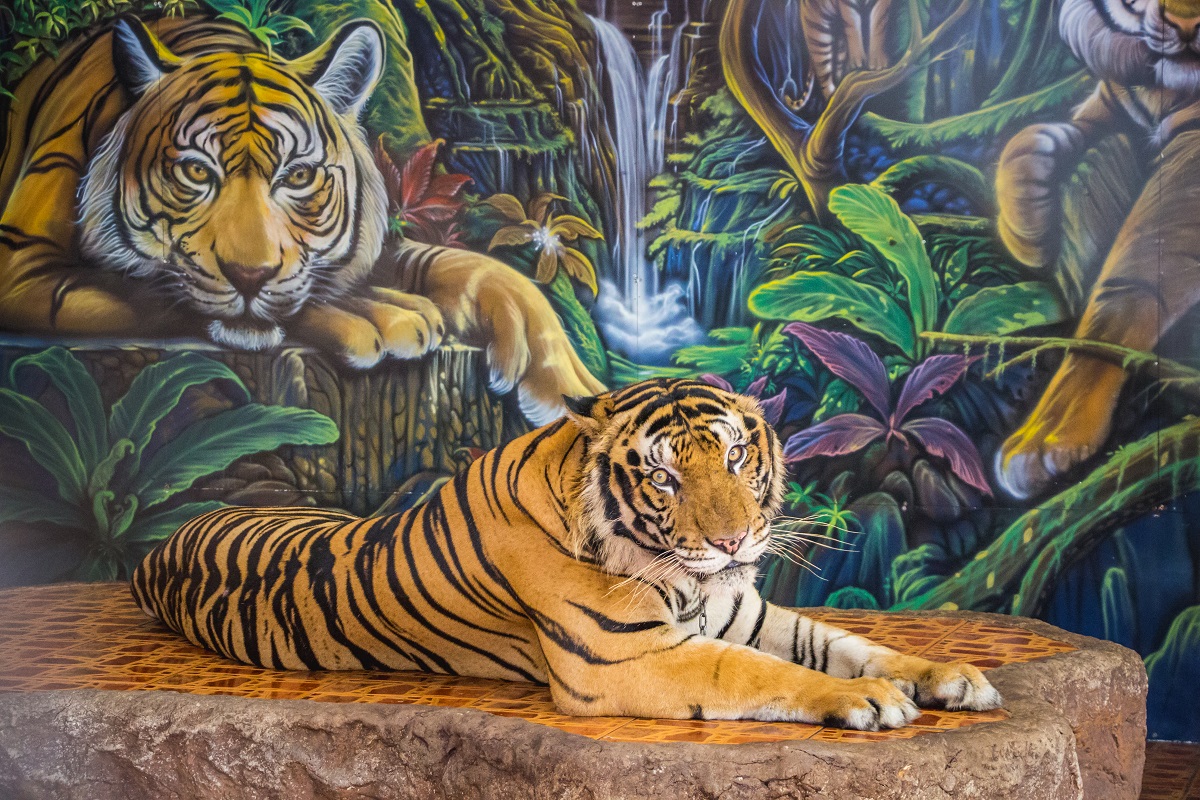 🐯💔 Bred to fuel wildlife tourism and traditional medicine 
🐯💔 Used as photo props with tourists
🐯💔 Suffering and being killed for traditional medicine despite cruelty-free options readily available 

Tigers belong in the wild! RT if you agree.