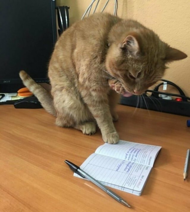 cats_caffeine's tweet photo. CAPTION IT TUESDAY!!! 😂 😂#cat #captionthis #toofunny #sillykitty #catcafe #meow #catsandcaffeine #catsandcaffeinehamilton #butfirstcoffee #hamiltoncoffee #hamont #hamilton #905 https://t.co/F2SrDEJhTH